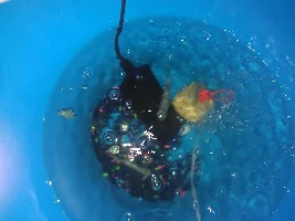 Taking in unwanted fish