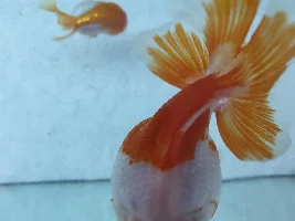 Dropsy?