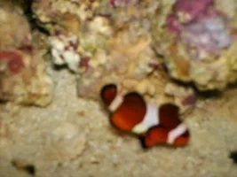 My Nano Reef Set-up/diary (upgraded 45g) Step-by-step