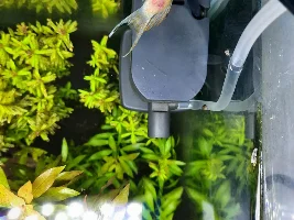 Male molly died (due to some unknown reason)