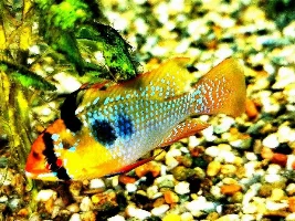 VOTE NOW!..Fishforums February 2020 Fish of the Month