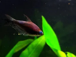 New emperors