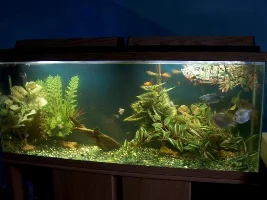 my tank