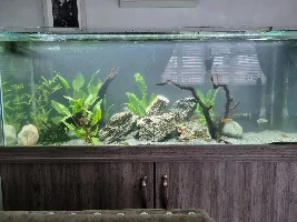 New scape