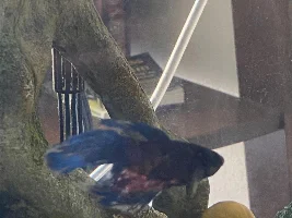 Betta fish SUDDENLY losing color
