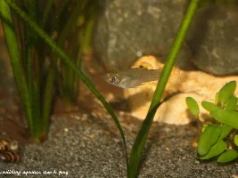 New fish mom. Help!