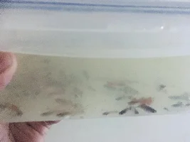 Just came home with guppies