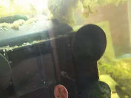 Rubber lip pleco fry (singular)!