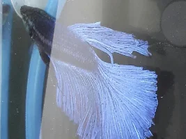 Sticky fins on my betta