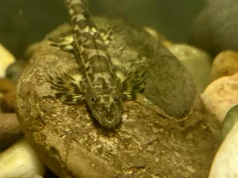 My Vietnamese lizard  Hillstream’s may be spawning???