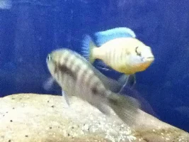Former Newbie's African Cichlid Experience