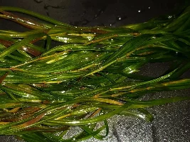 Plant name?