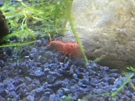 Can someone tell me which of these cherry shrimp are male and female and if any of them are pregnant?
