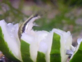 Oto Eating Cucumber