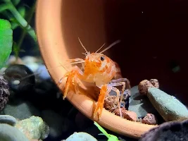 Mexican Dwarf Crayfish