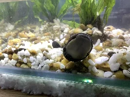 Can you ID this mysterious snails?