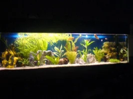 Platy 7 Weeks Pregnant