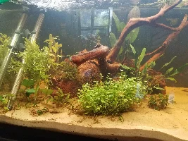 Setting up a new aquarium after 25 years out of the hobby