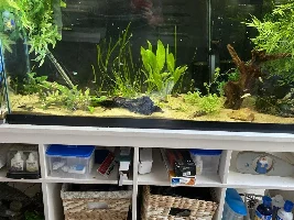 Neon Tetra Disease?