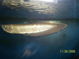 New Gar