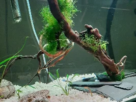 Aqua scape help