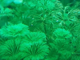 Limnophila sessiliflora
