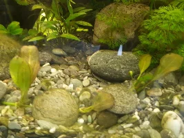 Here I go again 150 gallon reset.