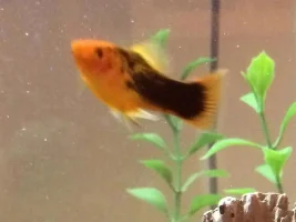 Restarting 15 Gallon Aquarium