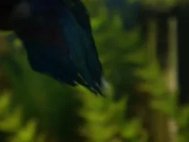 Question About The Color In My Betas Fins