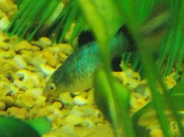 75Gal Update?
