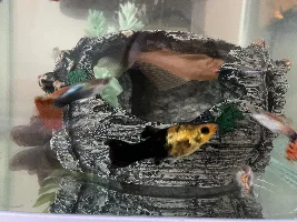 Is my gold dust molly fish pregnant?