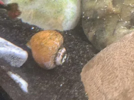 Poor snail