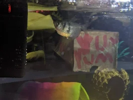 Skirt Tetra with Popped Eyes