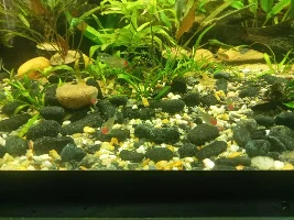 Rummynose Tetra. How many do you need in a school?