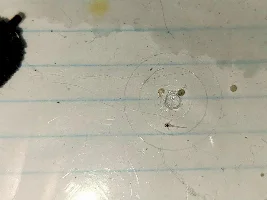 So Many Babies
