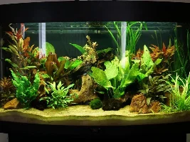 Juwel 180 Vision - Planted