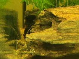 Corydoras