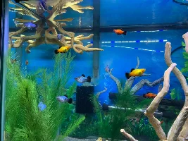 Favourite thing about livebearers?