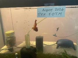 VOTE NOW- August 2026 Fish of the Month (Bettas)