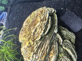 Brown algae on rock good or bad