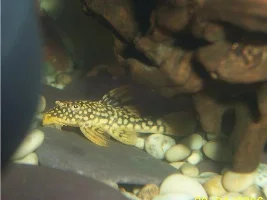 New L014 Plec And Angelfish
