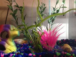 Plant ID Help