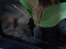 New fish!