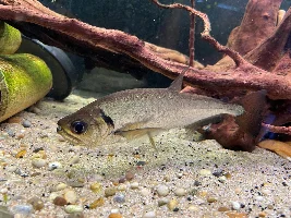 My Payara fish