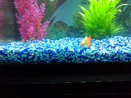 37 gl tank, how many fish I can put in!!!! 9 fishes now but the tank looks empty!!!