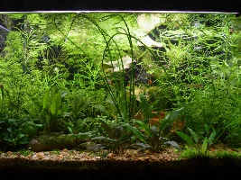 90L Dirted Planted Tank