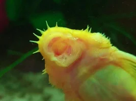 Do I have a male BN?