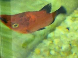 Fish Bump Or "tumor"