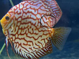 White pimple like spot on discus - should I be worried?