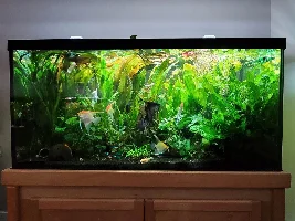 Schooling fish options...